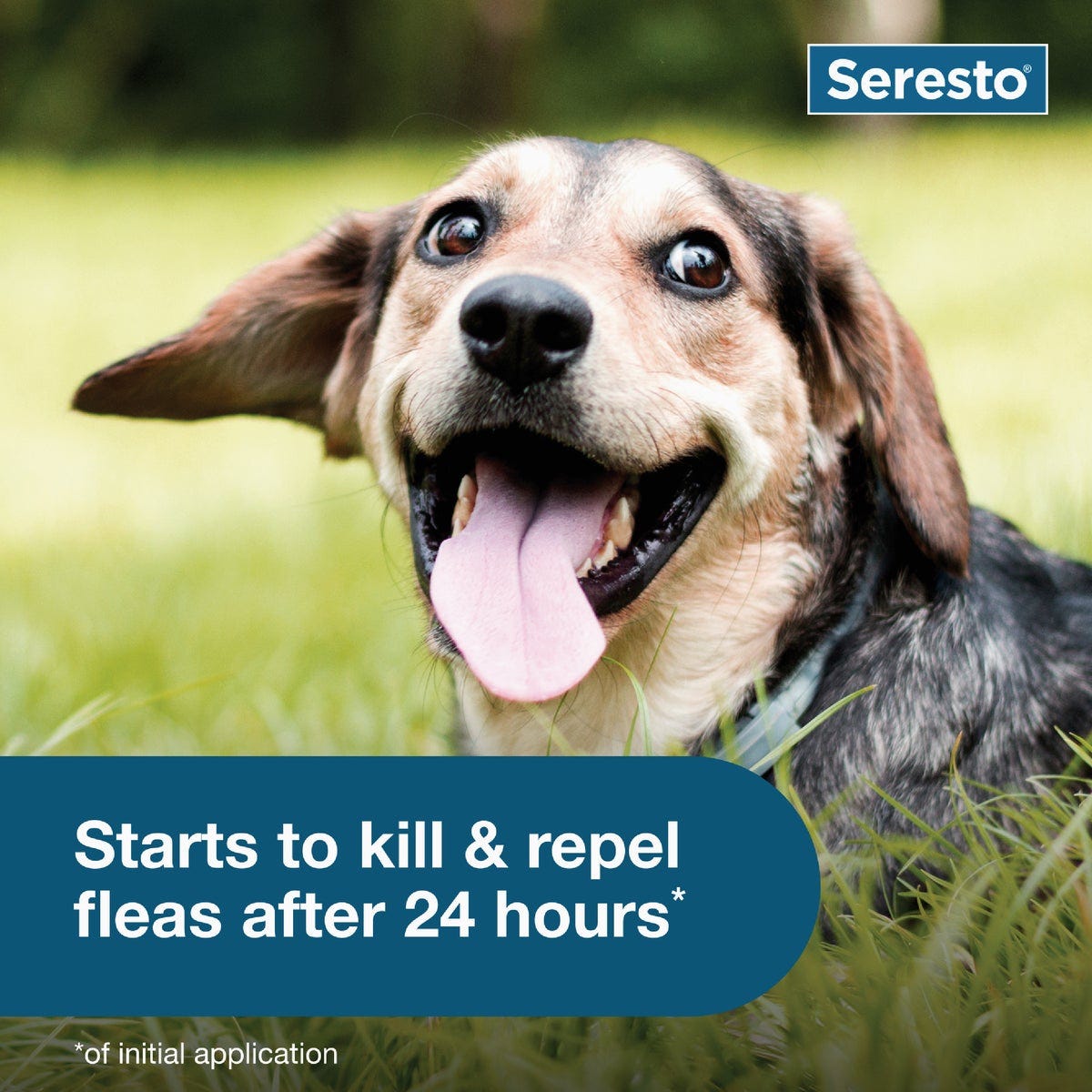 Seresto 8 Month Flea & Tick Collar for Dogs Up to 18 Lb. - photo 7 Seresto 8 Month Flea & Tick Collar for Dogs Up to 18 Lb. - photo 7