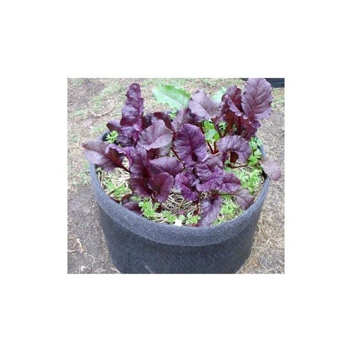 Smart Pot 10 Gal. Black Fabric Pepper & Vegetable Container Garden Planter - photo 2