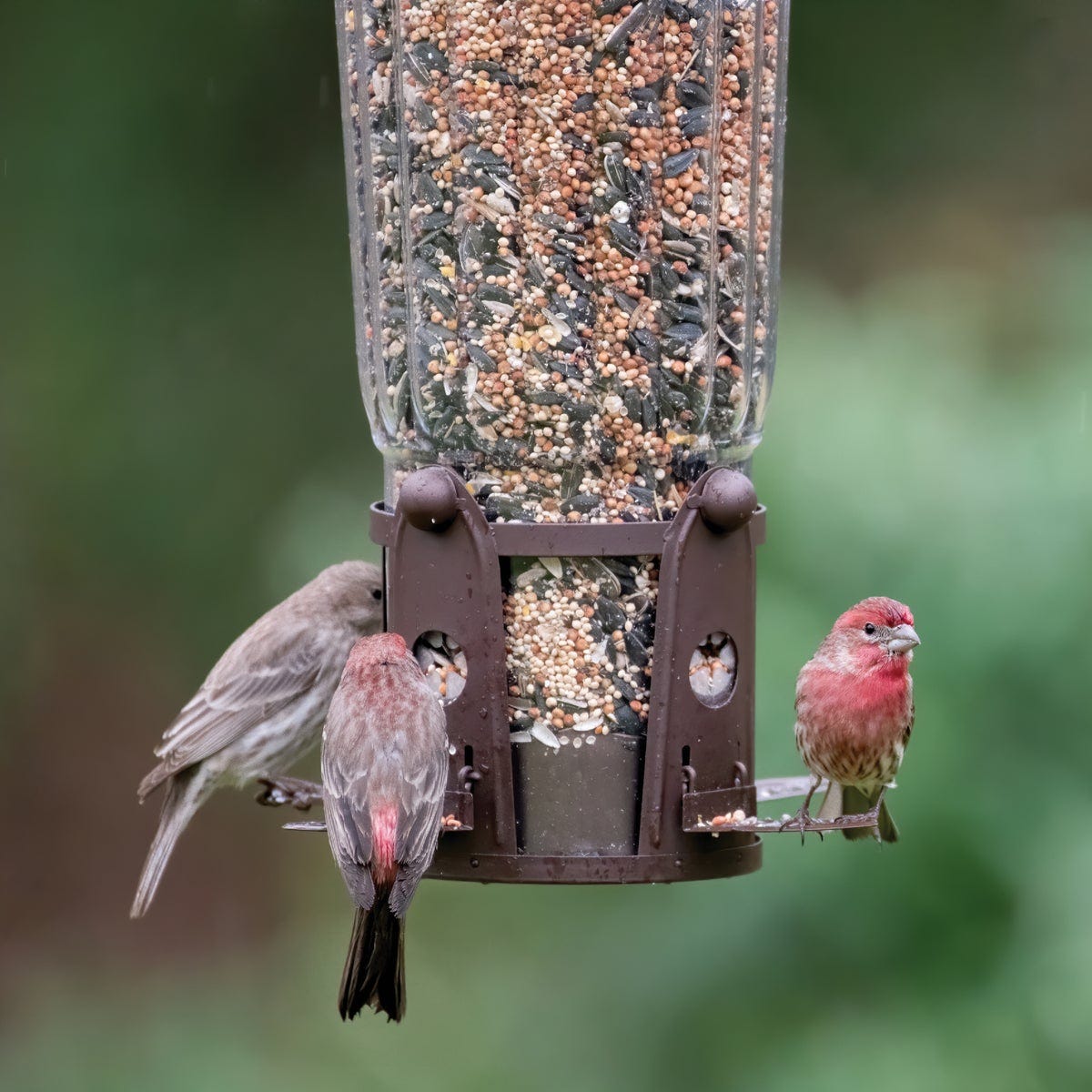 Perky-Pet Squirrel-Be-Gone Max Bird Feeder with Flexports, 4 Lb. - photo 8 Perky-Pet Squirrel-Be-Gone Max Bird Feeder with Flexports, 4 Lb. - photo 8