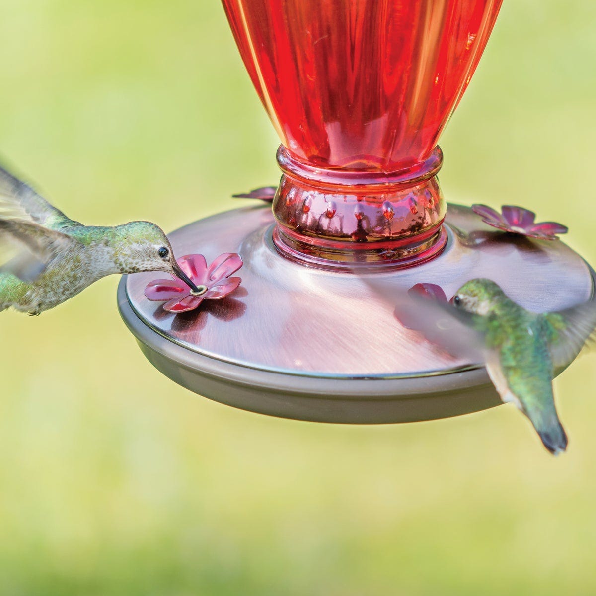 Perky-Pet 18 Oz. Daisy Vase Vintage Glass Hummingbird Feeder - photo 4 Perky-Pet 18 Oz. Daisy Vase Vintage Glass Hummingbird Feeder - photo 4