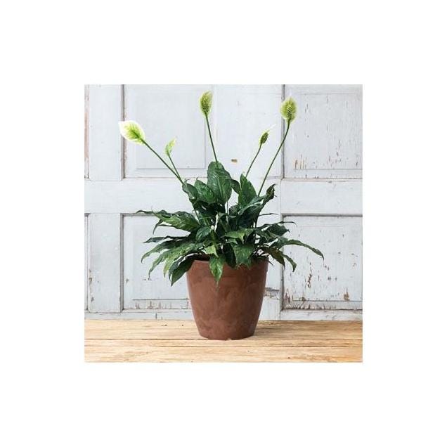 Novelty 10 In. Round Rust Plastic ArtStone Dolce Water-Minder Planter - photo 2