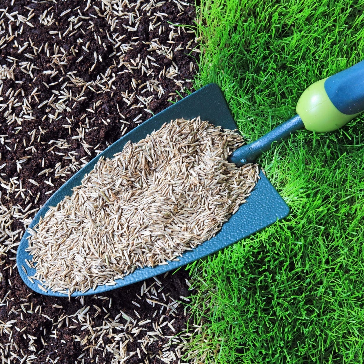 Central Farm & Garden 50 Lb. Kentucky Bluegrass Grass Seed