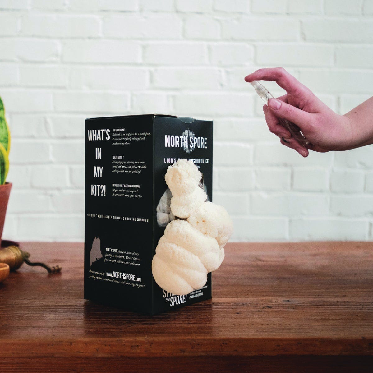 North Spore Lion's Mane Mushroom Spray & Grow Kit - photo 2
