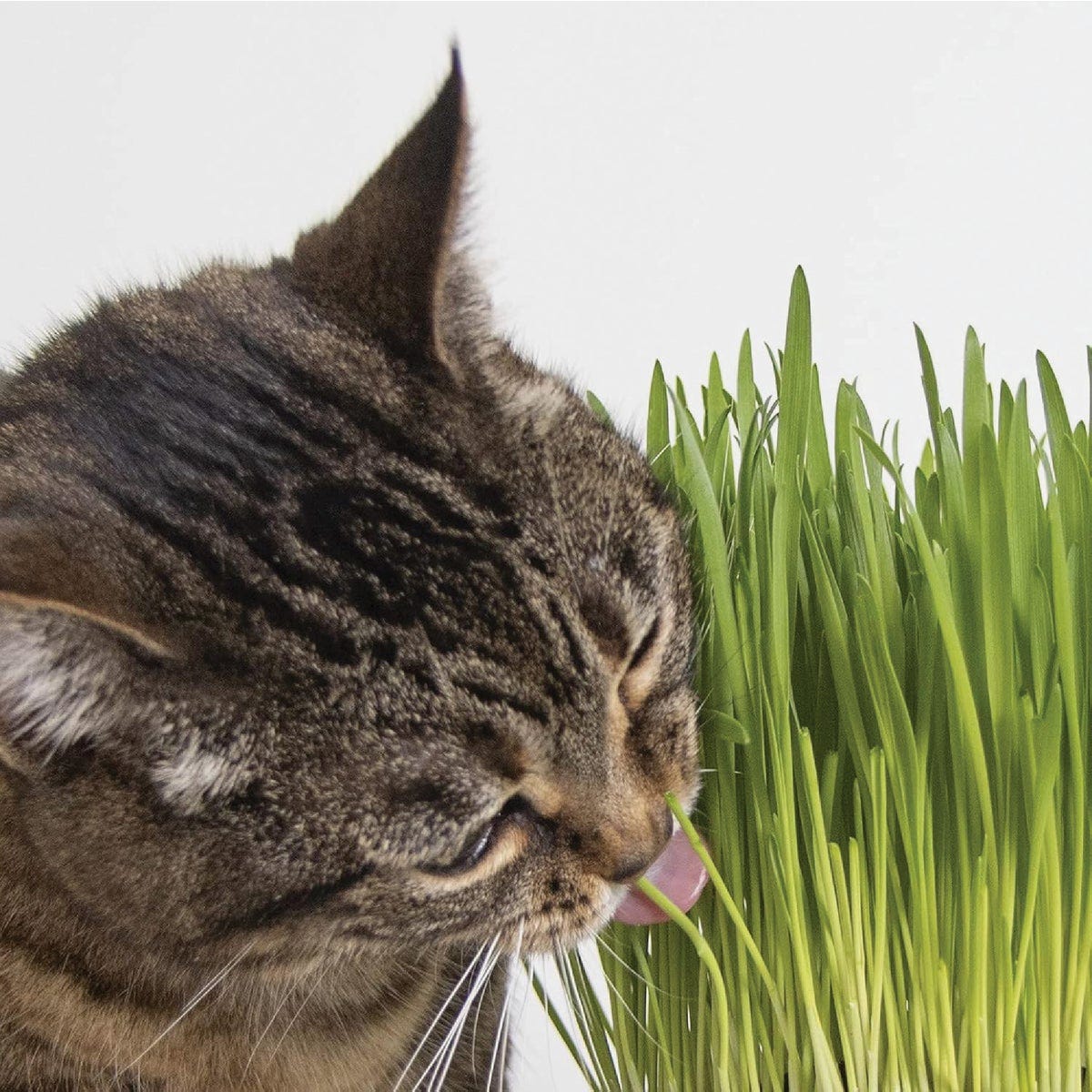 SmartyKat Sweet Greens 1 Oz. Organic Oat Grass Cat Grass Grow Kit - photo 3