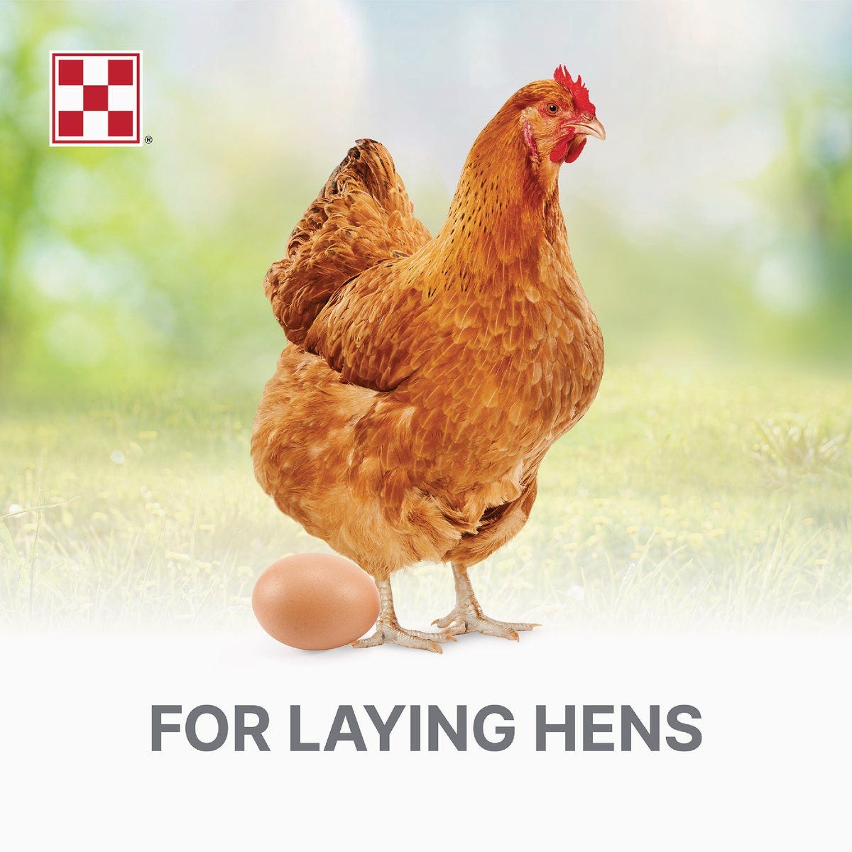 Purina Layena 50 Lb. Chicken Feed Layer Pellets | Do it Best