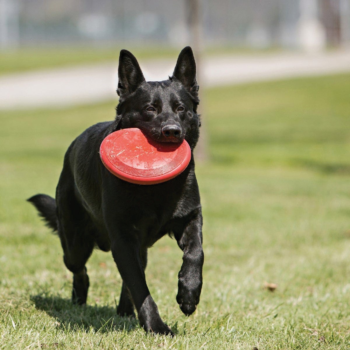Kong Flyer Large Dog Toy - photo 5