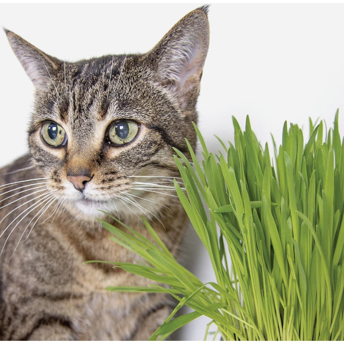 SmartyKat Sweet Greens 1 Oz. Organic Oat Grass Cat Grass Grow Kit - photo 2