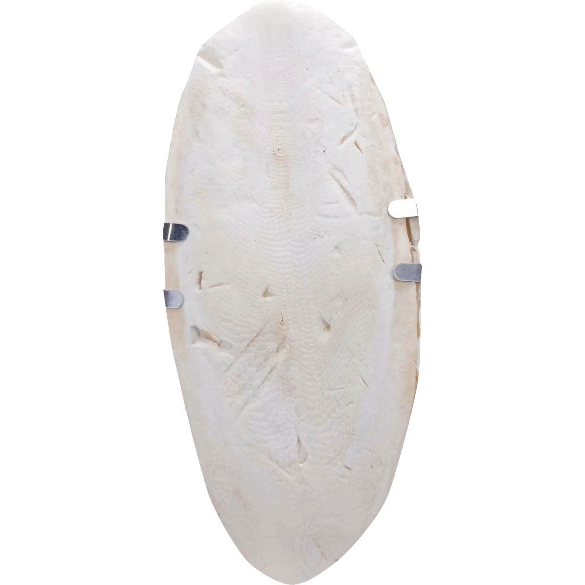Wild Harvest 1/2 Oz. Cuttlebone - photo 2 Wild Harvest 1/2 Oz. Cuttlebone - photo 2