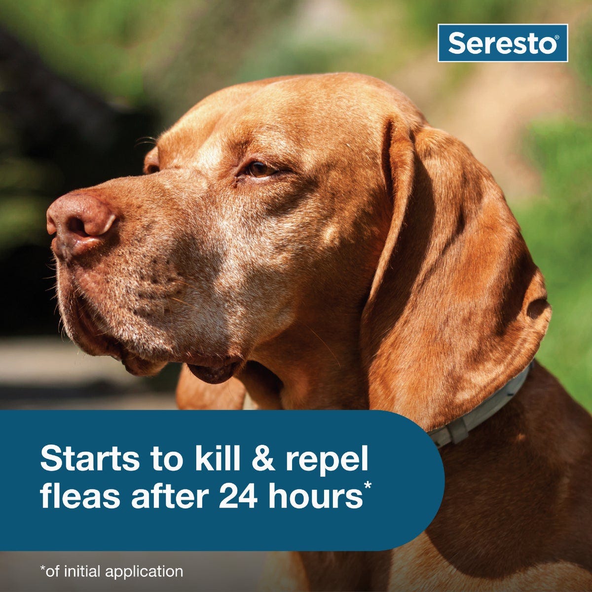Seresto 8 Month Flea & Tick Collar for Dogs Over 18 Lb. - photo 7 Seresto 8 Month Flea & Tick Collar for Dogs Over 18 Lb. - photo 7