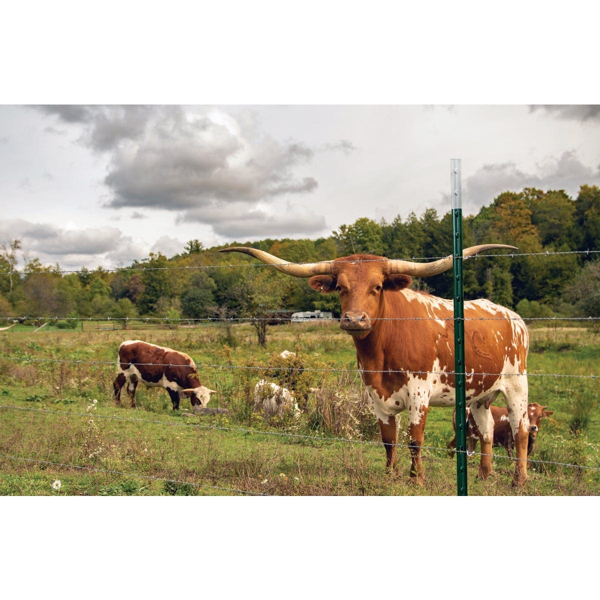 Franklin Industries 5.5 Ft. Steel 1.25 Lb./Ft. Fence T-Post - photo 2