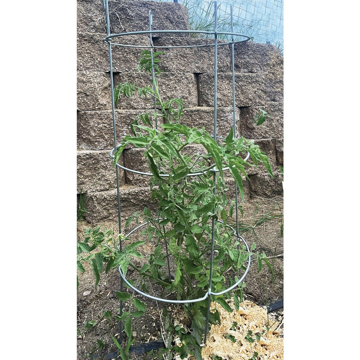 Glamos 42 In. Heavy Duty Light Green Collapsible Tomato Cage | True ...