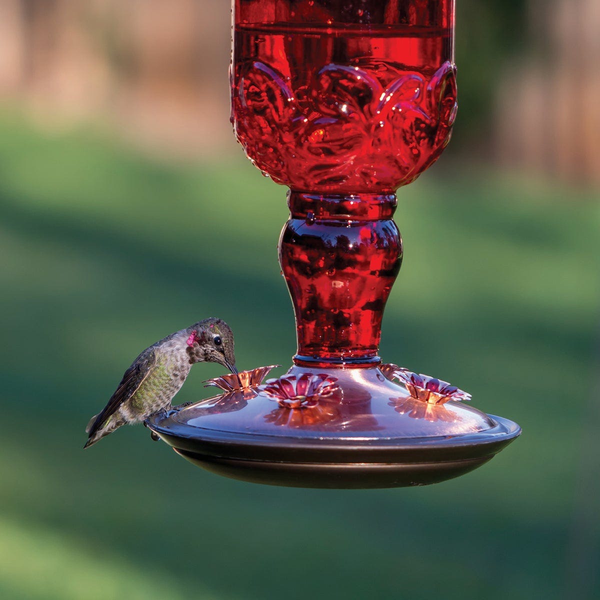 Perky-Pet 24 Oz. Red Antique Bottle Hummingbird Feeder - photo 2 Perky-Pet 24 Oz. Red Antique Bottle Hummingbird Feeder - photo 2