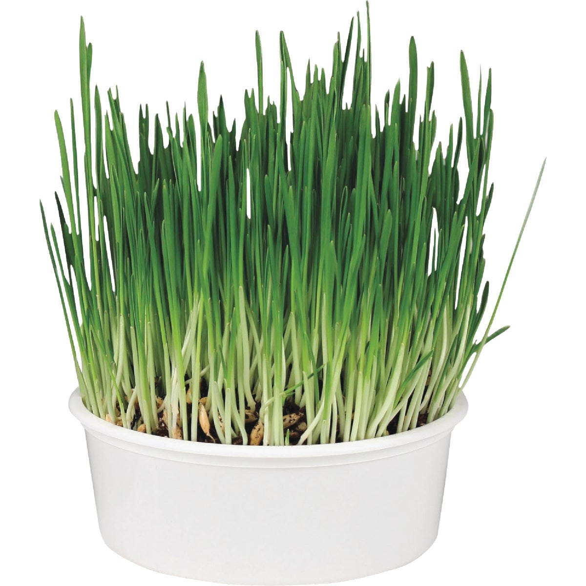 SmartyKat Sweet Greens 1 Oz. Organic Oat Grass Cat Grass Grow Kit