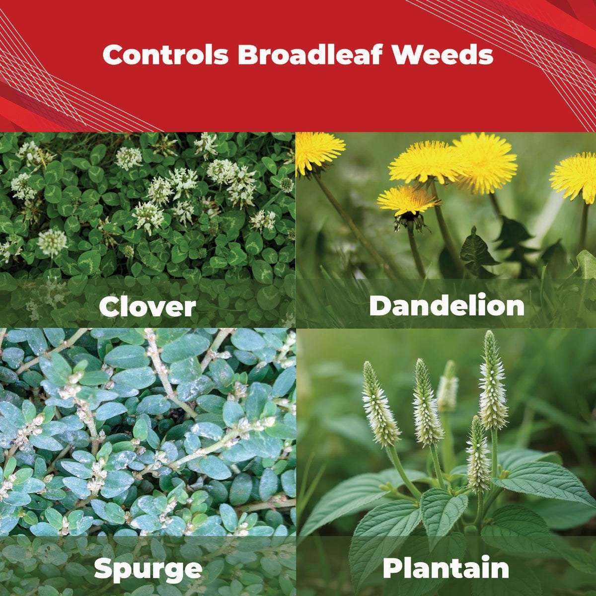 Gordon's Trimec 1 Qt. Concentrate Lawn Weed Killer - photo 3 Gordon's Trimec 1 Qt. Concentrate Lawn Weed Killer - photo 3