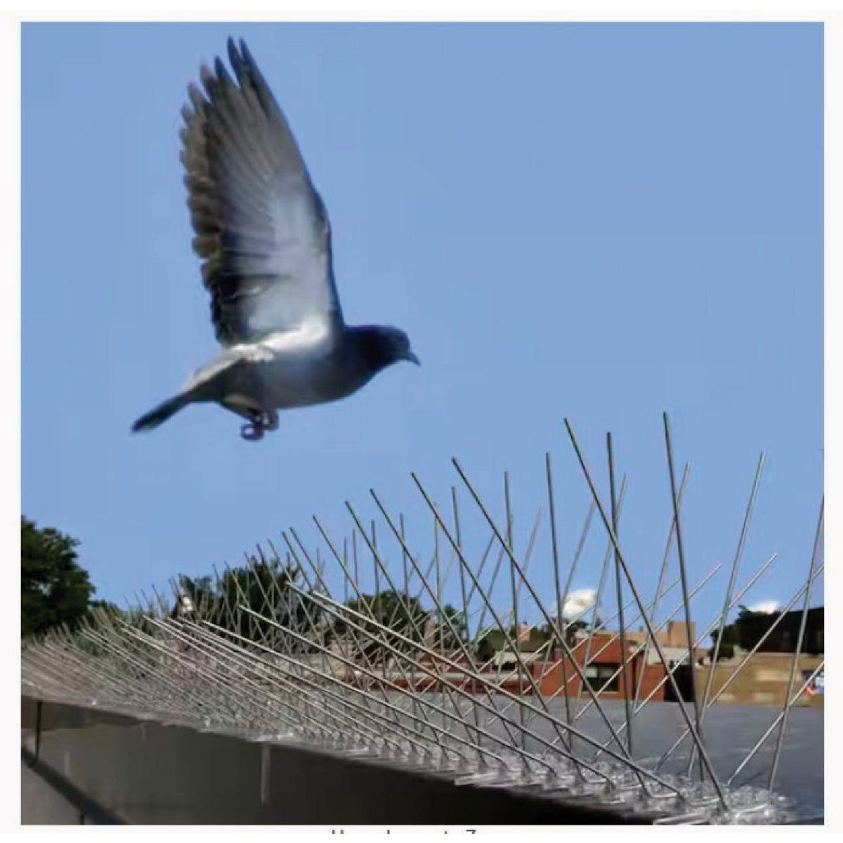 Bird-B-Gone 5 In. x 50 Ft. Stainless Steel Bird Repelling Spikes - photo 3