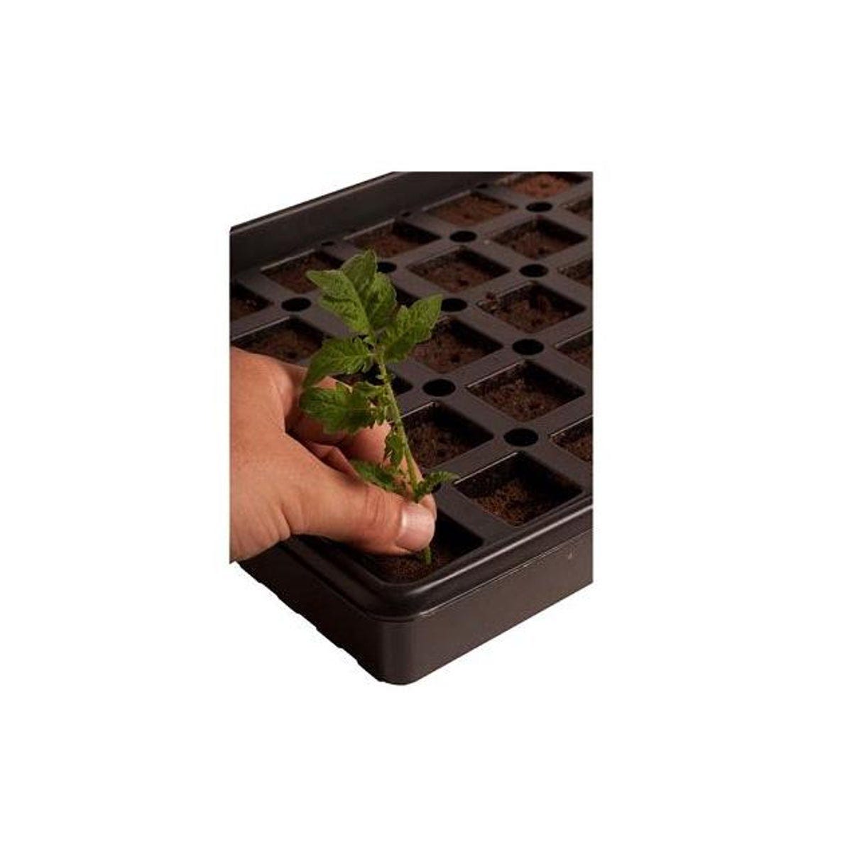 AccelaRoot 50-Cell Hydroponics Tray with Insert and Starter Plugs - photo 2 AccelaRoot 50-Cell Hydroponics Tray with Insert and Starter Plugs - photo 2