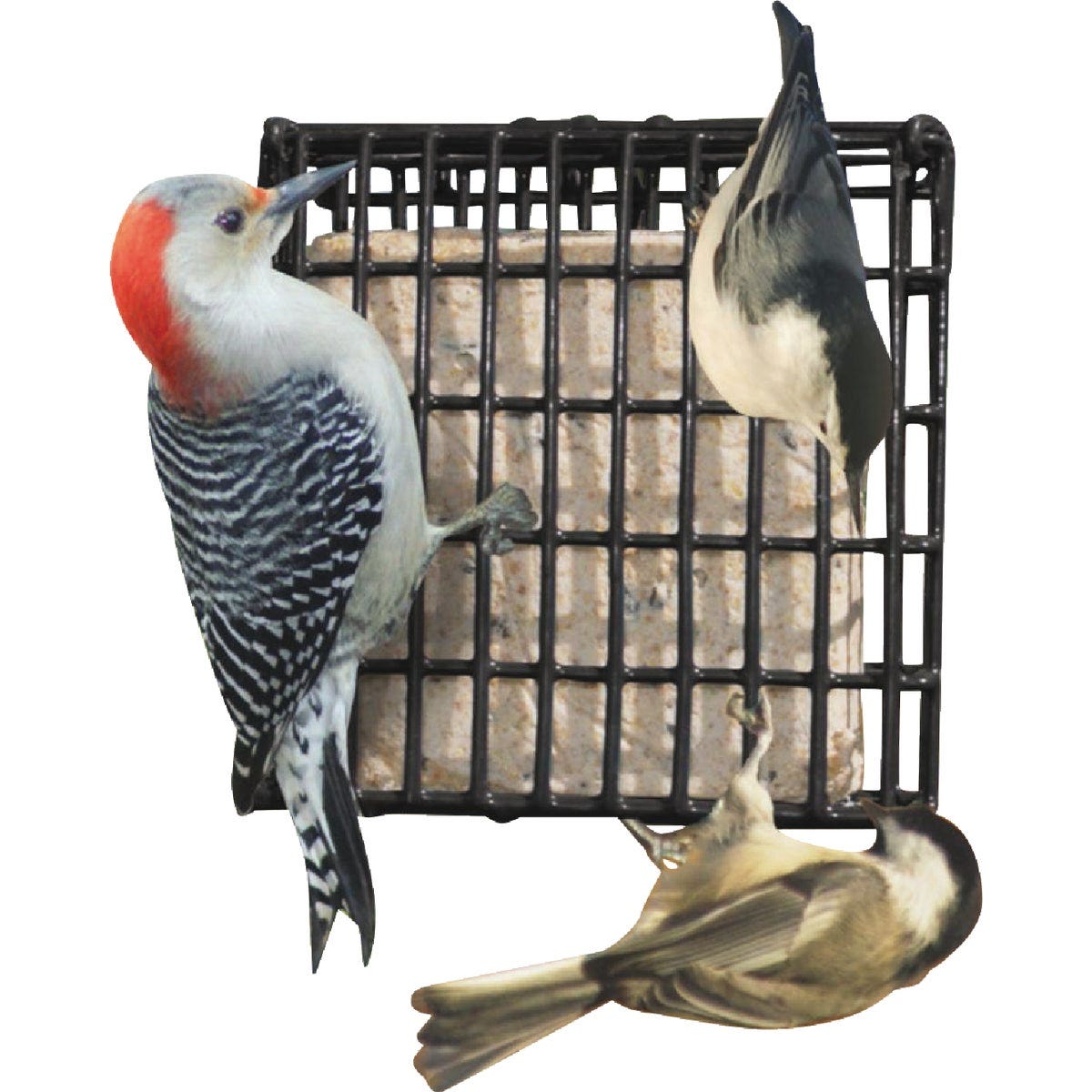 Suet Plus Variety Suet (6-Pack) - photo 2 Suet Plus Variety Suet (6-Pack) - photo 2