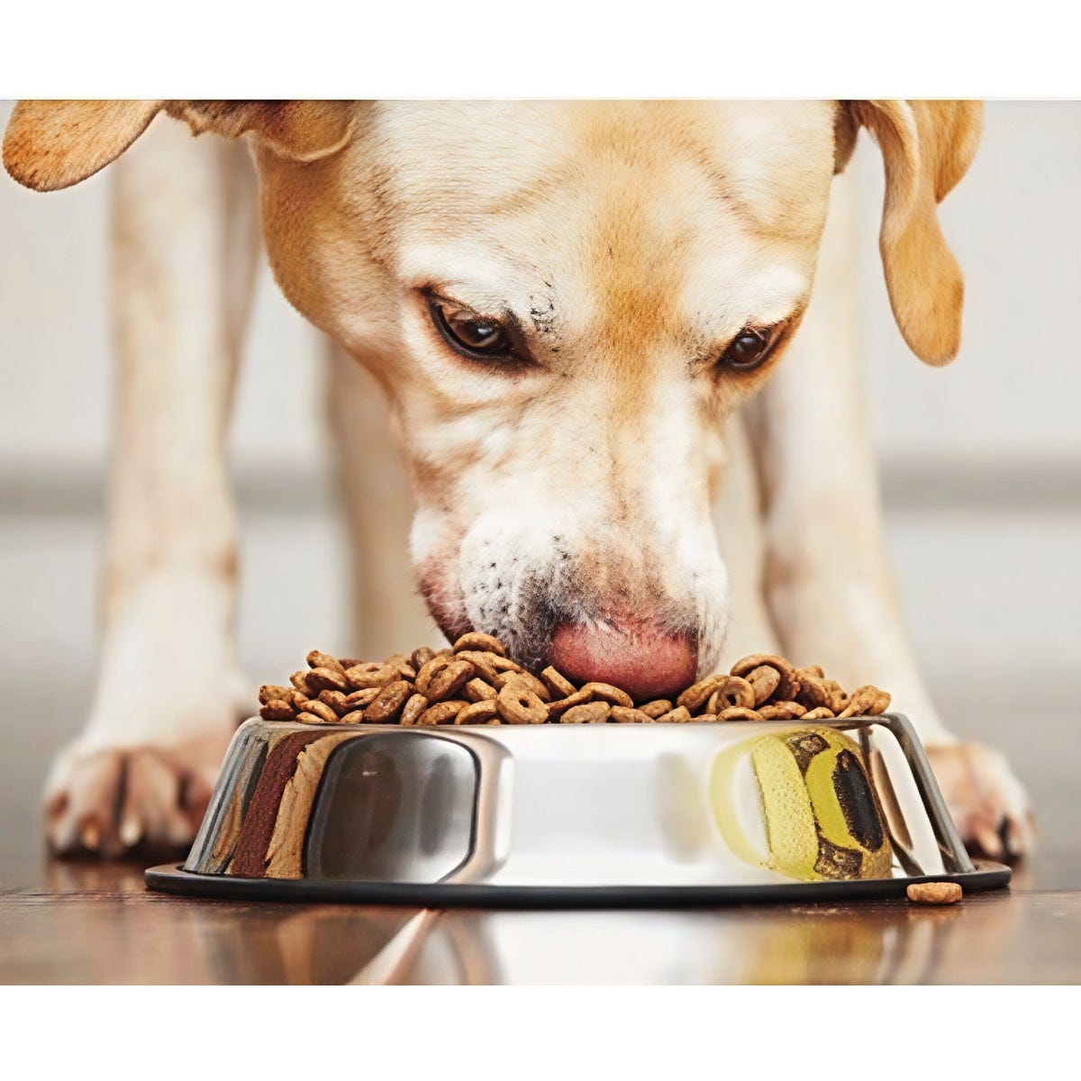 Spot 24 Oz. Mirror Finish No-Tip Stainless Steel Dog Dish - photo 3 Spot 24 Oz. Mirror Finish No-Tip Stainless Steel Dog Dish - photo 3