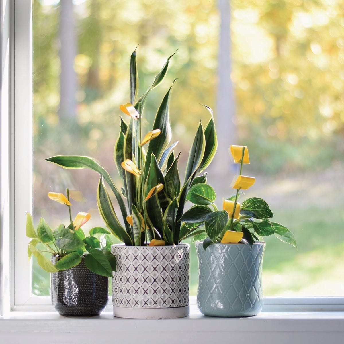 Safer Home Houseplant Sticky Stake Insect Traps (8-Pack) - photo 3 Safer Home Houseplant Sticky Stake Insect Traps (8-Pack) - photo 3