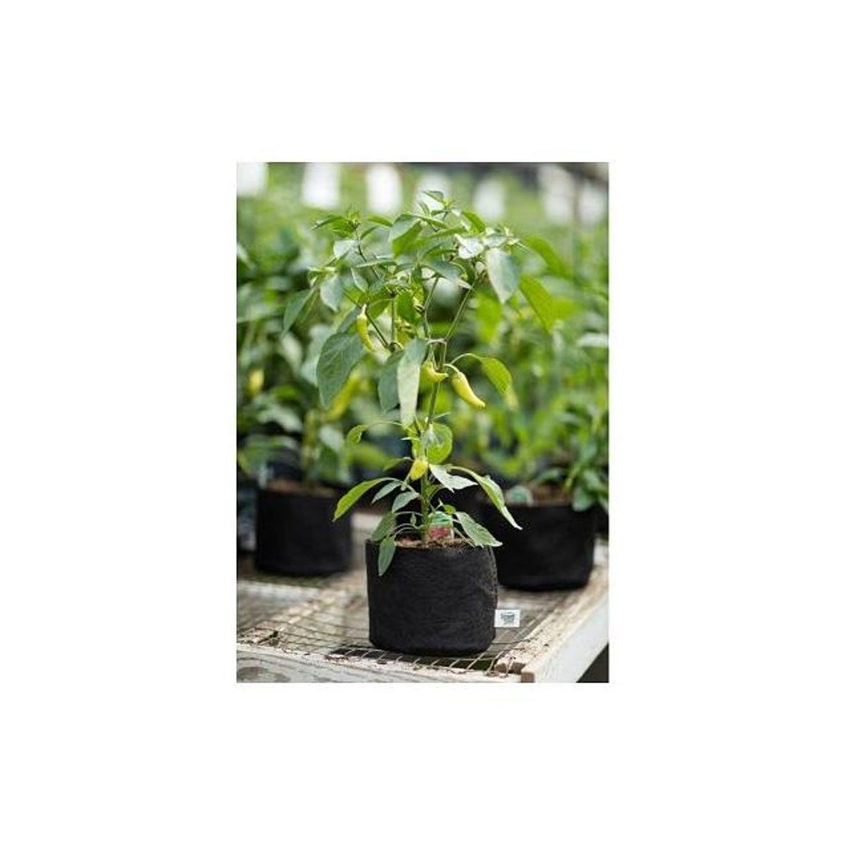 Smart Pot 2 Gal. Black Fabric Multi-Purpose Container Grower Planter - photo 3 Smart Pot 2 Gal. Black Fabric Multi-Purpose Container Grower Planter - photo 3