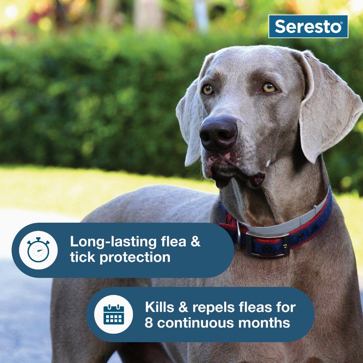 Seresto 8 Month Flea & Tick Collar for Dogs Over 18 Lb. - photo 4 Seresto 8 Month Flea & Tick Collar for Dogs Over 18 Lb. - photo 4