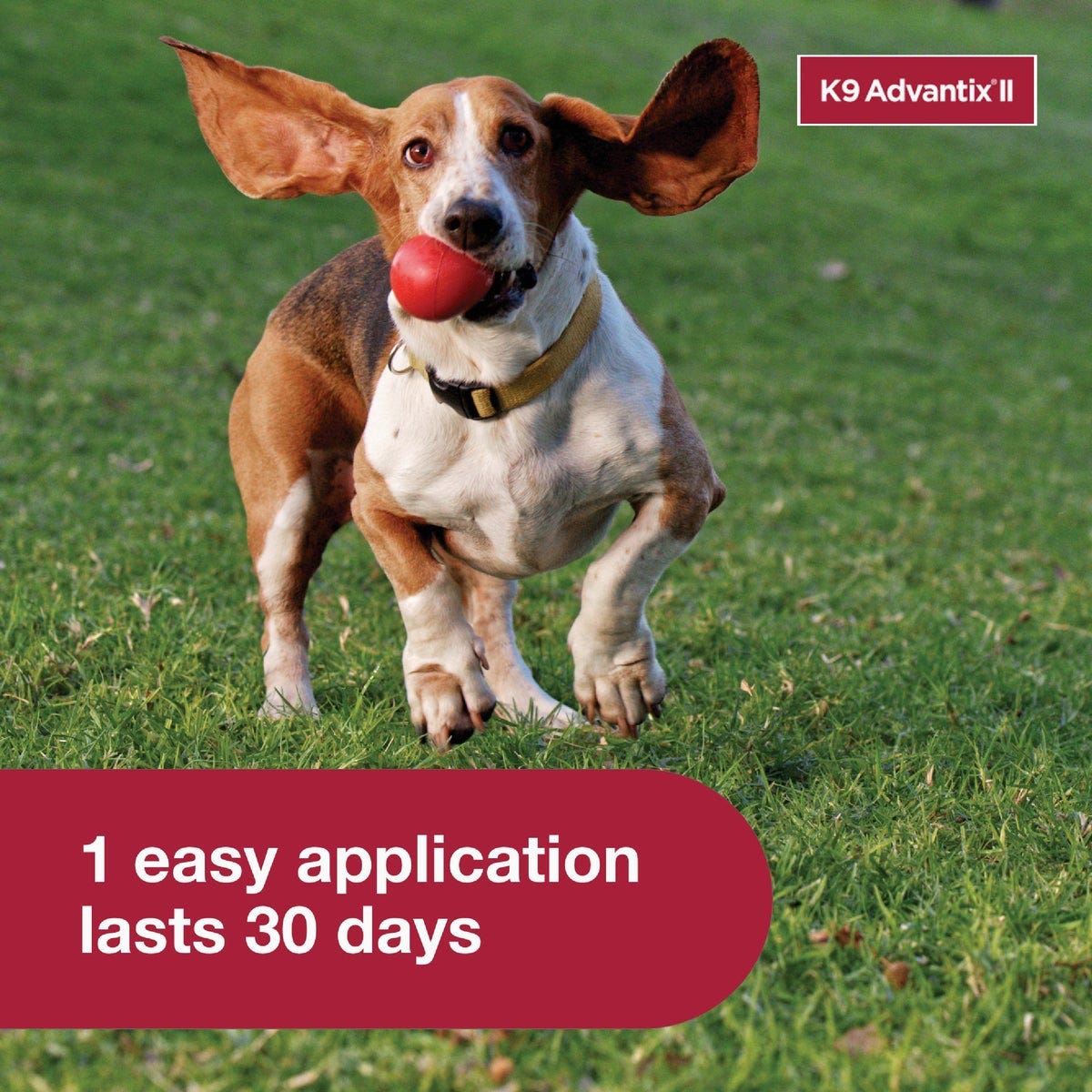 K9 Advantix II Medium Dog Teal 1-Month Flea Treatment (2-Pack) - photo 6 K9 Advantix II Medium Dog Teal 1-Month Flea Treatment (2-Pack) - photo 6
