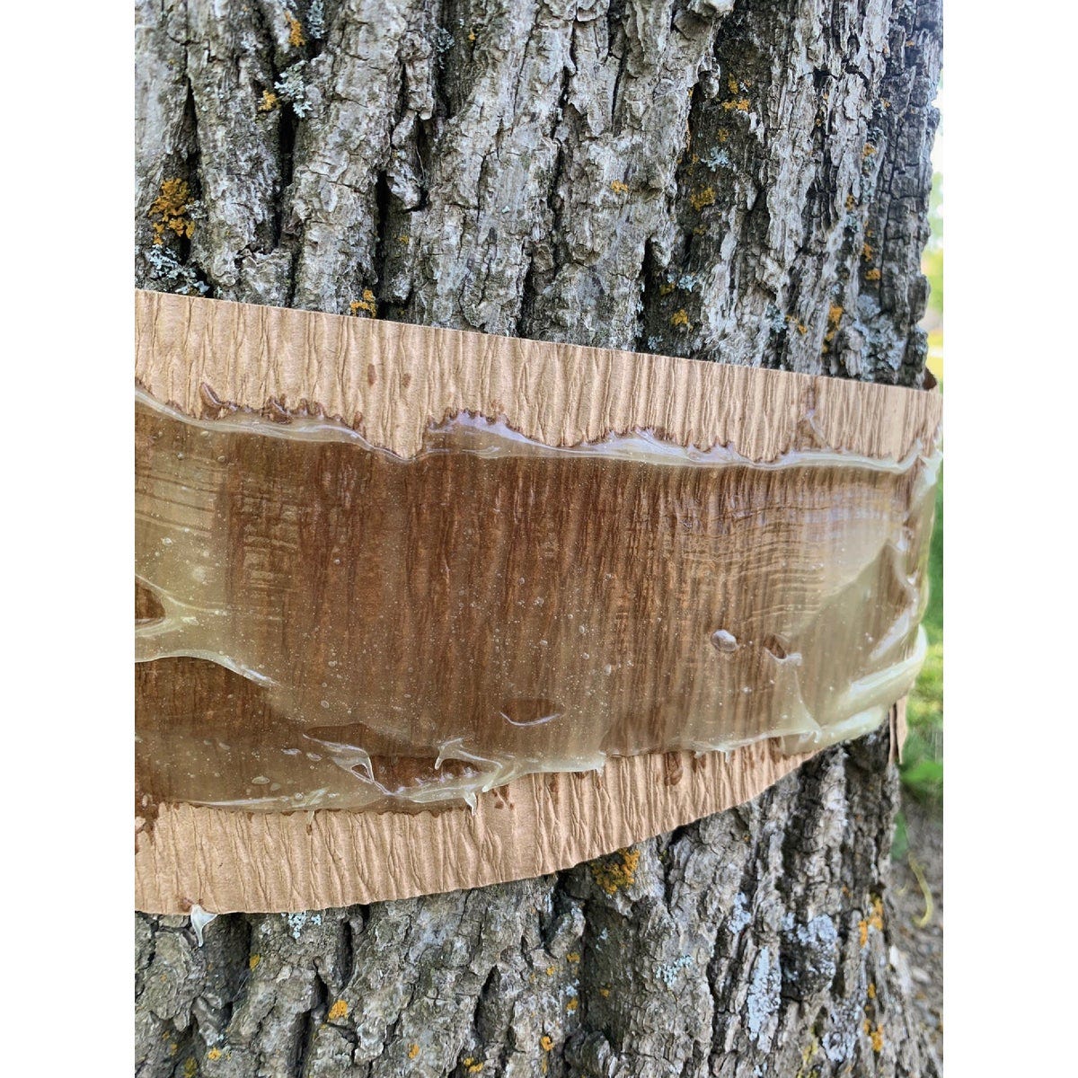 Tanglefoot Tree 15 Oz. Insect Barrier - photo 2 Tanglefoot Tree 15 Oz. Insect Barrier - photo 2