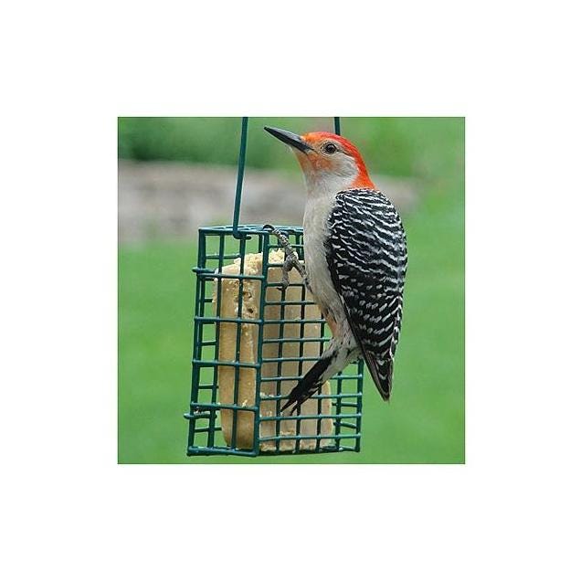 Audubon Suet Cage Feeder