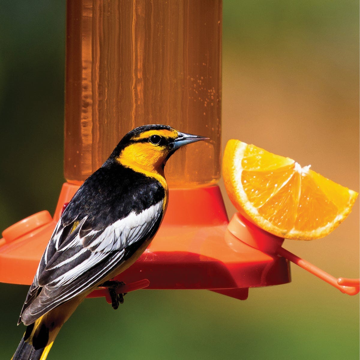 Perky-Pet 27 Oz. Plastic Vine Oriole Feeder - photo 9