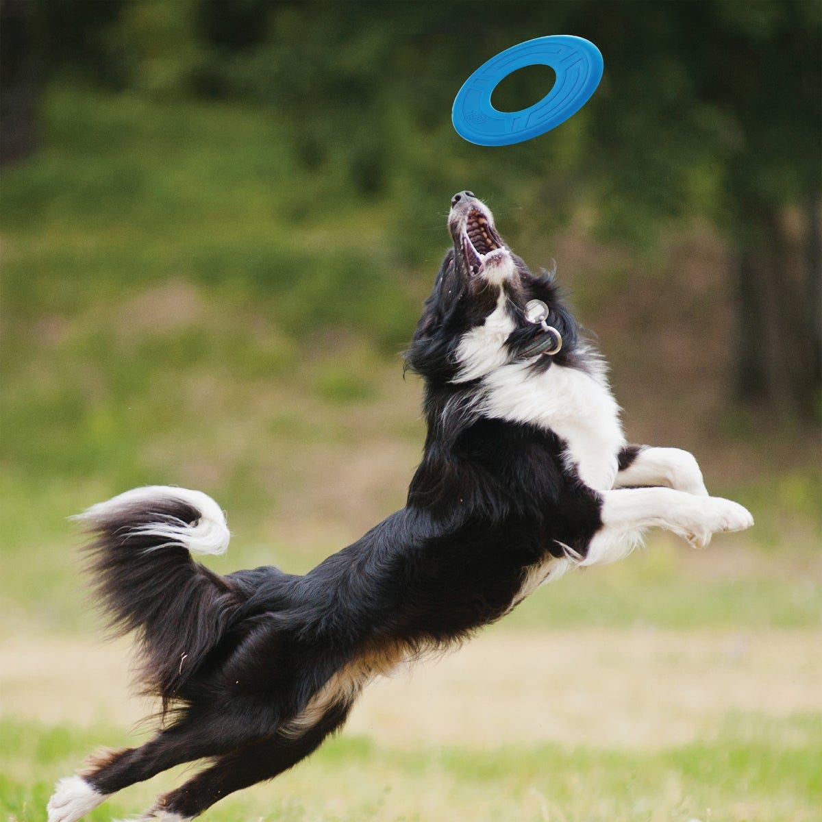 Nerf Dog 10 In. Atomic Flyer Dog Toy - photo 3