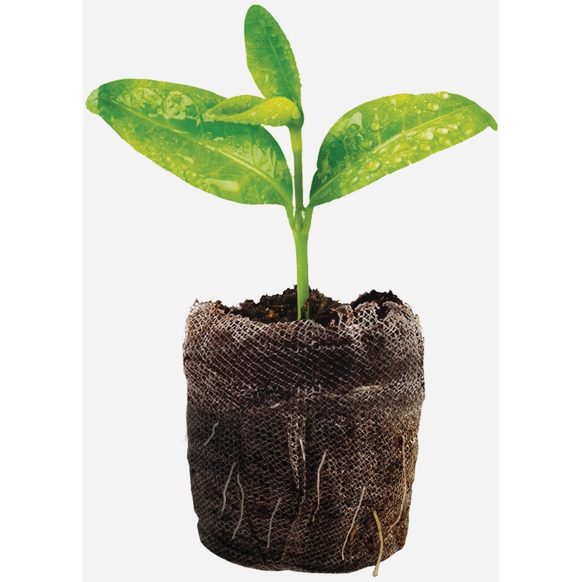 Jiffy Compressed Peat Pot Pellets (25-Pack) - photo 3
