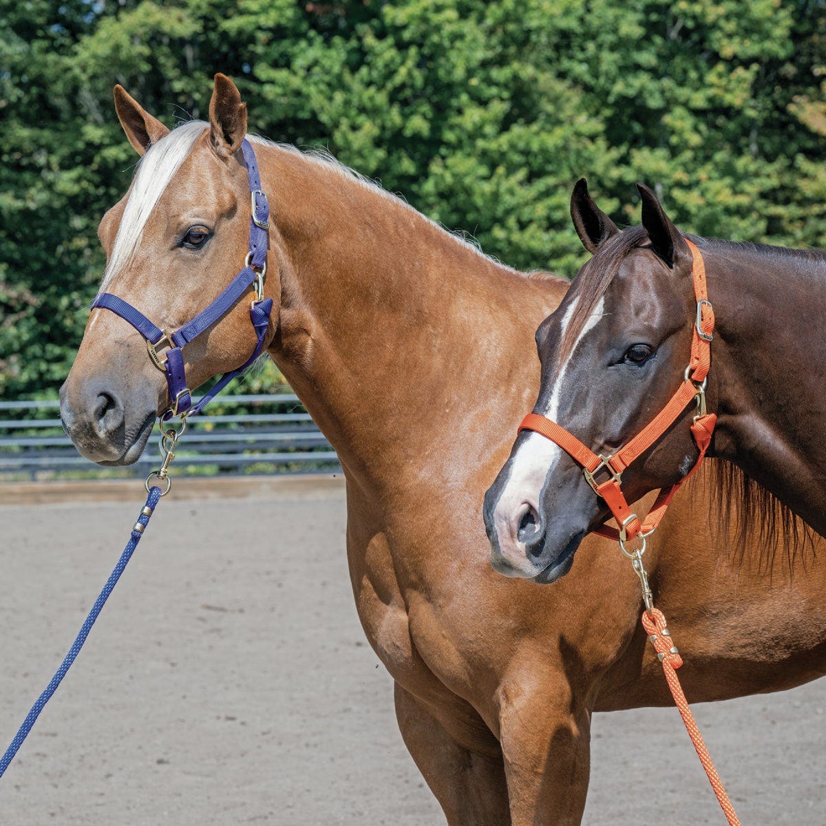 Weaver Equine 1 In. Average Purple Break Away Halter - photo 4 Weaver Equine 1 In. Average Purple Break Away Halter - photo 4