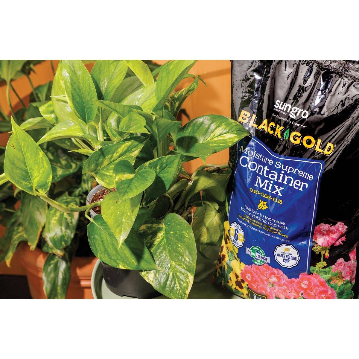 Black Gold Moisture Supreme 8 Qt. 6 Lb. Container Potting Soil Mix - photo 3 Black Gold Moisture Supreme 8 Qt. 6 Lb. Container Potting Soil Mix - photo 3